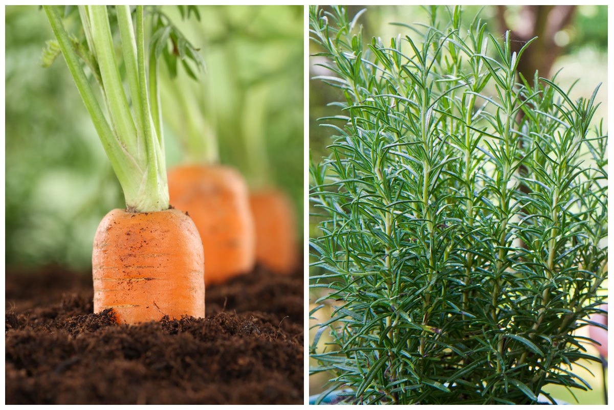 Carrot and rosemary